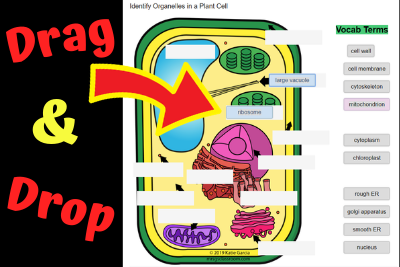 Identify Organelles in a Plant Cell