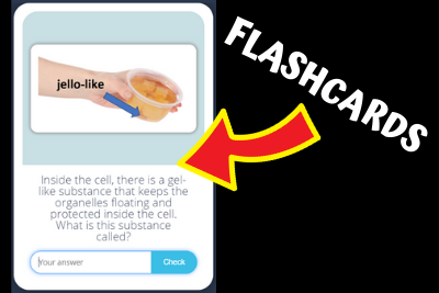 Plant Cell Flashcards