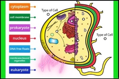 Side-by-Side Eukaryote vs Prokaryote Diagram